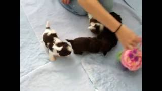 TwaNas Pk Shih Tzu  Libby amp Mocha Pups [upl. by Cesaria]