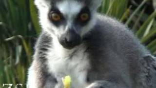 Cute ringtailed lemur eating [upl. by Dorella845]