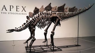 Apex the Stegosaurus The RecordBreaking Fossil Auction and its Implications [upl. by Naivad547]