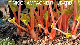 Pink Champagne Rhubarb [upl. by Neibaf]