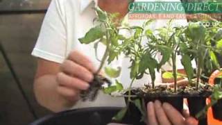 How to plant a Tomato Hanging Basket [upl. by Rose231]