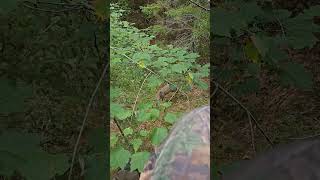 Doe comes in to 5 yards maineoutdoors deer deerhunting outdoors wildlife shorts shortsvideo [upl. by Edialeda744]