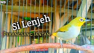 Pleci betina perangsang bunyi [upl. by Kathe]