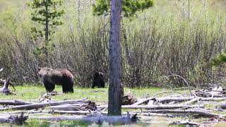 Grizzly 399 and 2020 COY Memorial Day Weekend [upl. by Westberg]