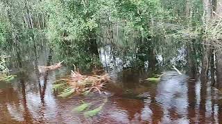 Severe Flooding at RiverAuton Rd near Green Swamp West Withlacoochee River Co Park 101124 [upl. by Dorison]