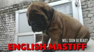 TOP Quality ENGLISH MASTIFF Puppy Video Clip Fawn Apricot Coat English Mastiff Puppy in India [upl. by Oirelav]