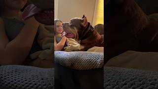 Giant bully Bones xlbully dogbreed shortsvideo [upl. by Amre]