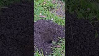 Pocket Gophers Fascinating Facts About These Burrow Builders [upl. by Phineas]