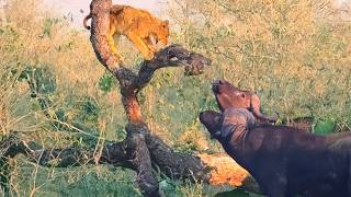 Buffaloes Break Tree with a Lion Cub that’s Stuck on it [upl. by Dajma]