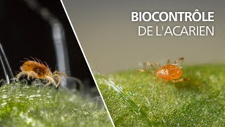 Biocontrôle de lacarien tétranyque avec la cécidomyie Feltiella acarisuga [upl. by Bari566]