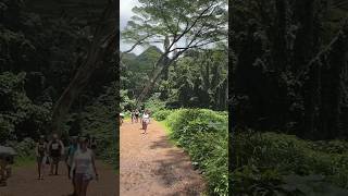 ハワイで暮らす マノアマノアの滝：入口 昼散歩 May 10 2024 1100 am hawaii shorts 2024 manoa falls travel [upl. by Ozzy177]