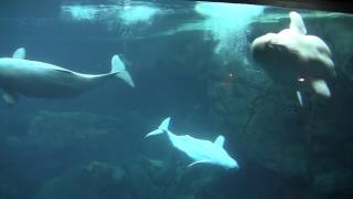 Beluga Whales at the Georgia Aquarium [upl. by Adrea]