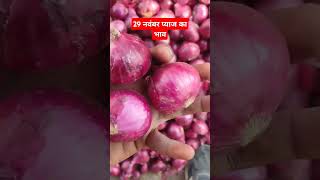 29 नवंबर प्याज का भाव lahsun onion onionrate mandsaurmandibhav mandsaurmandirate kotamandi [upl. by Fesuy]