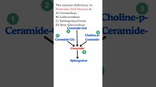 NEETPG Biochemistry MCQ  Sphingolipidoses  NiemannPick disease  Gauchers disease [upl. by Zeiger]