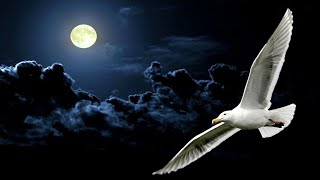 💎NEIL DIAMOND  JONATHAN LIVINGSTON SEAGULL MEDLEY 1977 Live Audio [upl. by Yelrebmyk576]