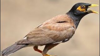 Best Mynah Talking Bird Video [upl. by Burkley]