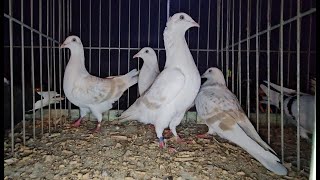 RADOM Gołębie pigeons targ Andrzej W 26102024 cz14💥Gołębie jasne i wyszwance Andrzeja Radom💥 [upl. by Lipps]