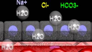 Cerebrospinal fluid  function production and circulation  animation by Dr Cal Shipley MD [upl. by Naylor]