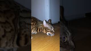 Bengal Cat Growl Hiss and Roaring Defending Pray [upl. by Ahsiryt]