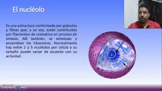 La cromatina nucleolo y el nucleoplasma [upl. by Sualkcin]