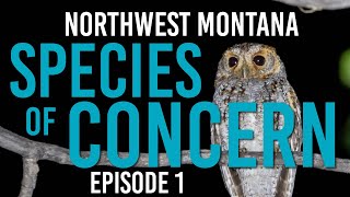 Montana’s Hidden Wildlife Why Saving These Rare Species Matters Now SpeciesOfConcern Conservation [upl. by Elbart]