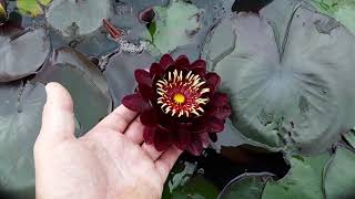 Nymphaea Black Princess [upl. by Galasyn]