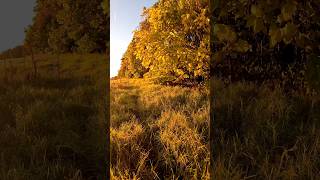 Golden Catalpas ● Strolling into Sunset • BIG TREES [upl. by Lucille33]