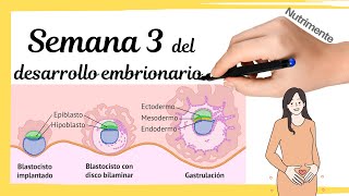 Tercera Semana Del Desarrollo Embrionario Humano o semana 5 desde FUM FechaÚltimaMenstruación [upl. by Aihsakal160]