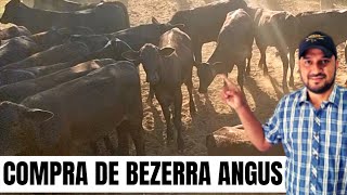 COMPRA DE NOVILHAS ANGUS [upl. by Amej]