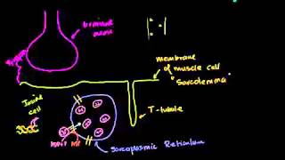 دور الشبكة البلازمية في الخلية العضلية [upl. by Bevers]