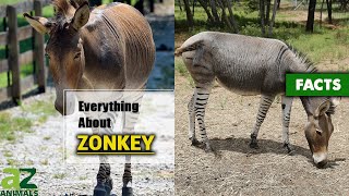 The Hybrid Zonkey Is Actually Real Zebroid  Zedonk  Equus Zebra [upl. by Nwahsir]