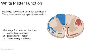 Spinal White Matter 24 [upl. by Gibbs]