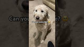 Mr Darcy would like to ask something… cutedog trending shorts youtube subscribe wow puppy [upl. by Orenid]