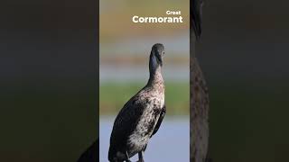 Great Cormorant  Phalacrocorax carbo  Western Ghats  Nikon Z6III  180 600 zoom Lens [upl. by Enamart]