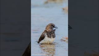 sonya7r4 sony200600 White Rumped munia by Johnbosco Michael shorts viralvideo trending [upl. by Trab99]