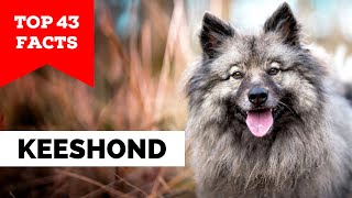 99 of Keeshond Owners Dont Know This [upl. by Trisa899]