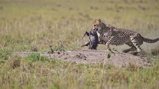 Cheetahs Hunt Warthog [upl. by Gentille839]