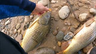 Fishing the Nepean River Sydney [upl. by Anawot659]