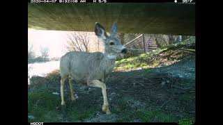 Safe Passage 97 Animals using the Janis Bridge Wildlife Undercrossing [upl. by Canica]