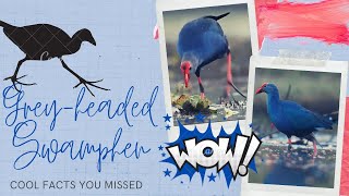 Greyheaded Swamphen facts [upl. by Gennifer]