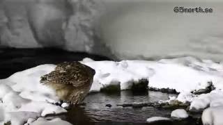 Blakistons Fish Owl Hokkaido [upl. by Lindon]