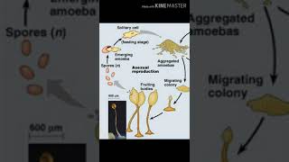 Fungi plasmodial slime moulds reproduction life cycle structure and characteristics [upl. by Rehnberg]