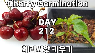 체리씨앗 키우기  Cherry seed germinating [upl. by Fortune]