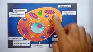 citoplasma e organelas [upl. by Louisette149]