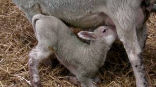 Live Lamb Birth  Lambing at Hadlow College [upl. by Vasyuta]