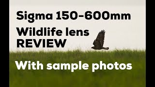 Sigma 150600mm Contemporary Review Key points with example images Awesome Wildlife lens [upl. by Kobylak]