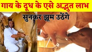 Amazing Gir Cow Milk Benefits  Panchagavya Benefits [upl. by Derby618]