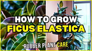 How to Care for Ficus Elastica  Rubber Plant Care and Info [upl. by Trillby]