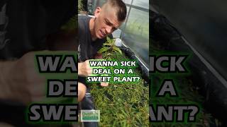 Wanna Sick Deal On A SWEET PLANT Hygrophila Pinnatifida BY THE STEM [upl. by Olen]