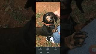 Weiner dog Weiner dog how did you get so long FULL VERSION weinerdog funny dog weiner [upl. by Netloc]